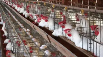 أسعار الدواجن اليوم السبت 11 أبريل 2026 للمستهلك.. «بيضاء وبلدي»